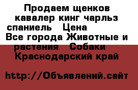 Продаем щенков кавалер кинг чарльз спаниель › Цена ­ 60 000 - Все города Животные и растения » Собаки   . Краснодарский край